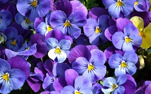 Pansies ungu ditunjukkan dalam gambar