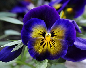 Close-up bunga - Pansies