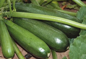 Jenis zucchini yang paling produktif