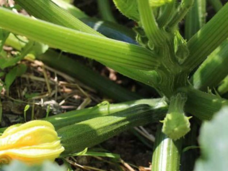 Cara menanam zucchini