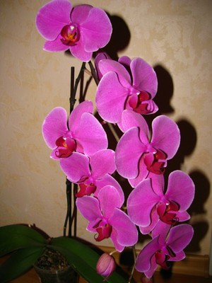 Bunga orkid Phalaenopsis - foto