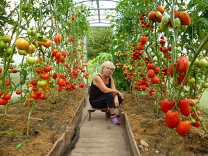 Tomato tumbuh dan berbuah dengan baik di rumah hijau