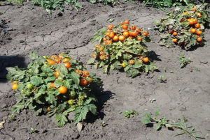 Hasil tomato banyak bergantung pada varieti.