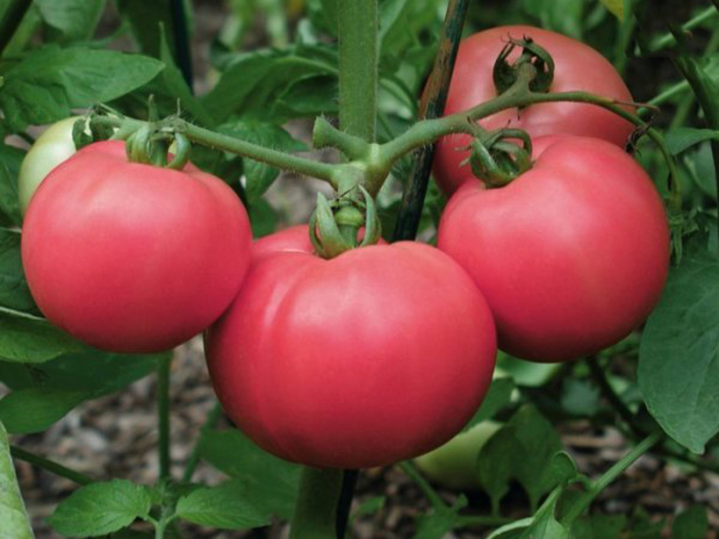 Tomato Love - buahnya ditunjukkan dalam foto