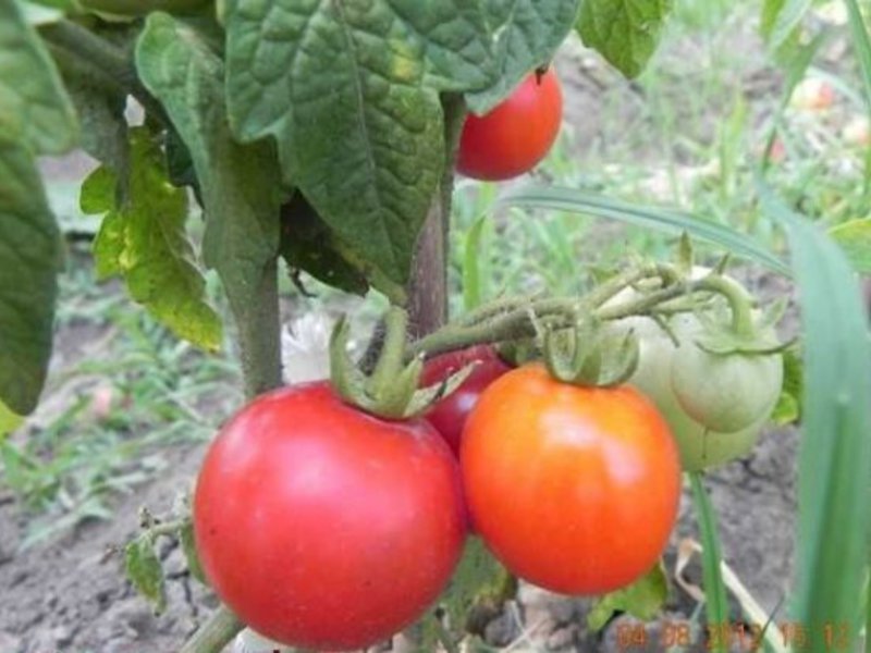 Tomato boleh berwarna merah, kuning, merah jambu