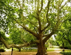 Pokok satah Oriental adalah pokok yang indah