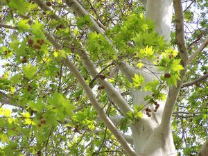 Kulit pokok pelanduk ditunjukkan dalam foto