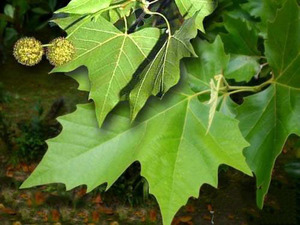 Seperti apa bentuk pokok satah berdaun maple