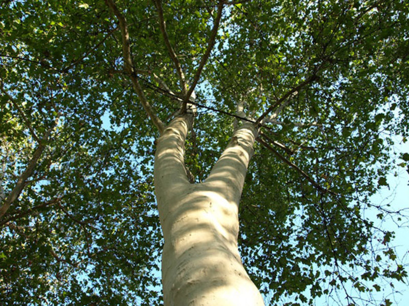 Dalam foto - pokok satah yang indah