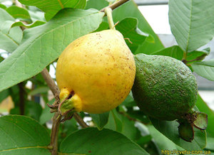 Guayava - buah jambu ditunjukkan dalam foto