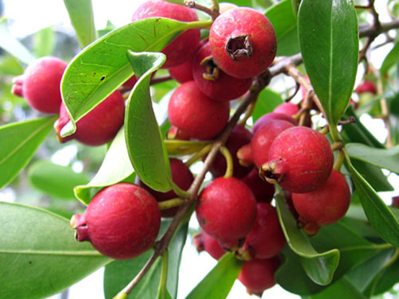 Terdapat banyak jenis jambu batu