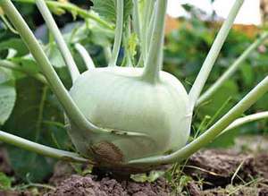 Kubis Kohlrabi