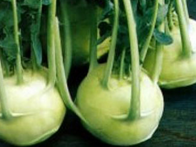 Penerangan produk kohlrabi