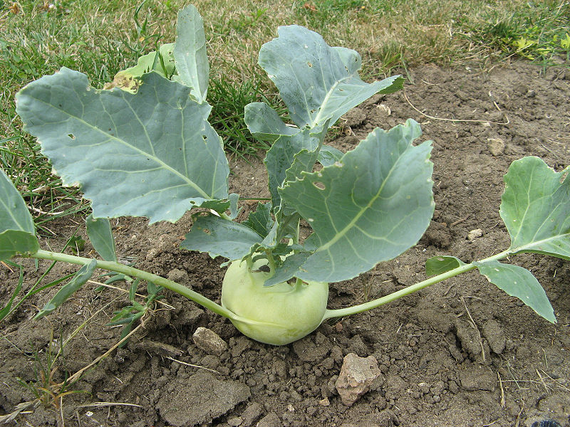 Kubis Kohlrabi