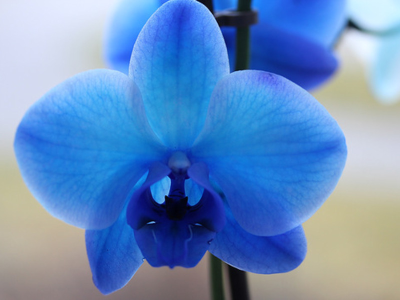 Phalaenopsis biru