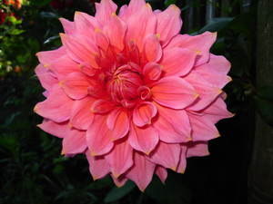 Dahlia pompom Rocco