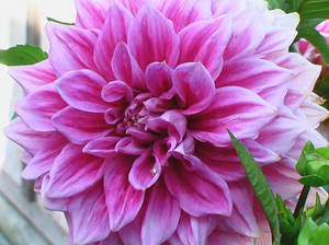 Dahlias yang cantik