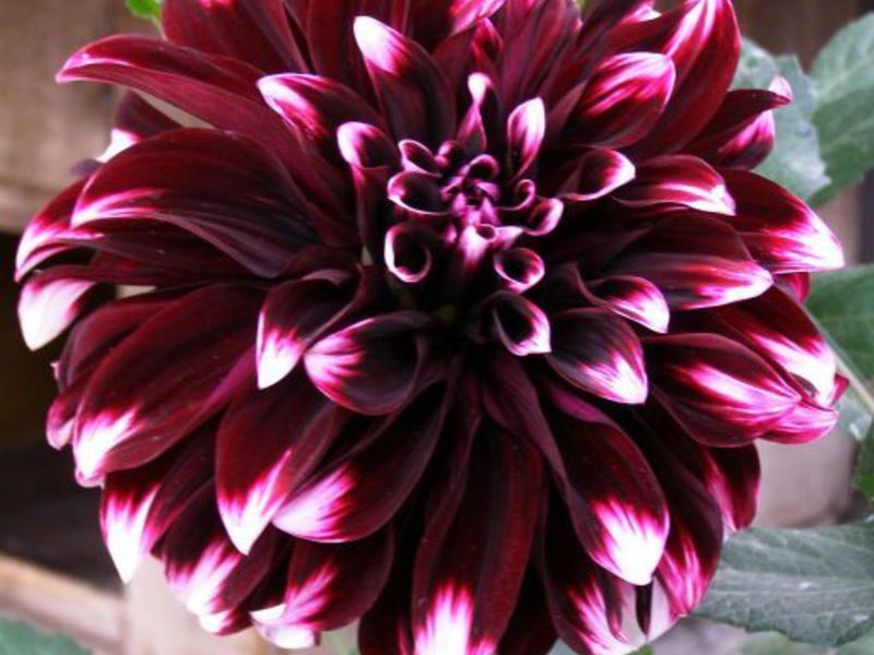 Warna Dahlia