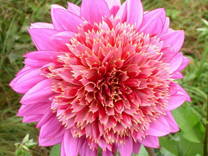 Kecantikan Dahlias