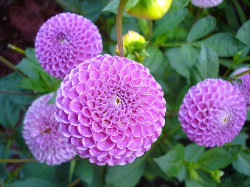 Dahlias dengan nama pelbagai