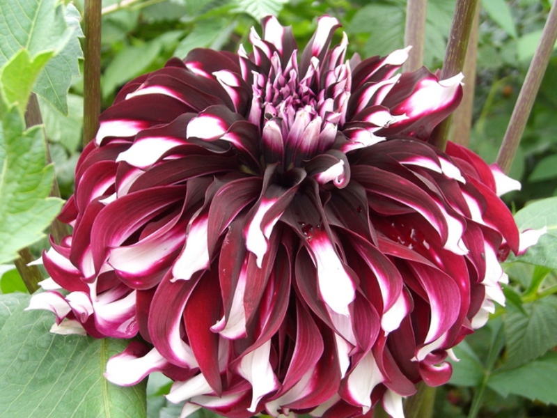 Bunga Dahlia