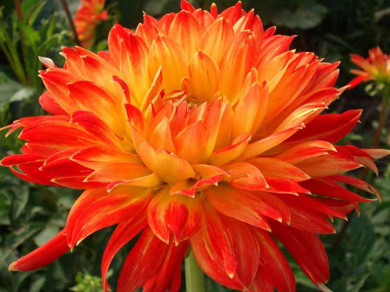 Nama yang cantik dan disukai oleh banyak bunga, dahlia