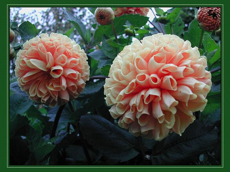 Kecantikan Dahlias