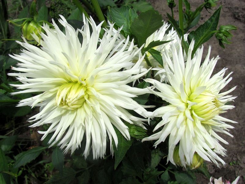 Dahlia pompom Rocco