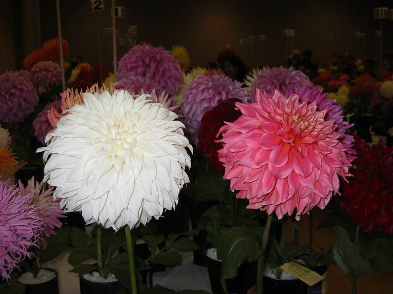 Bunga kebun Dahlia