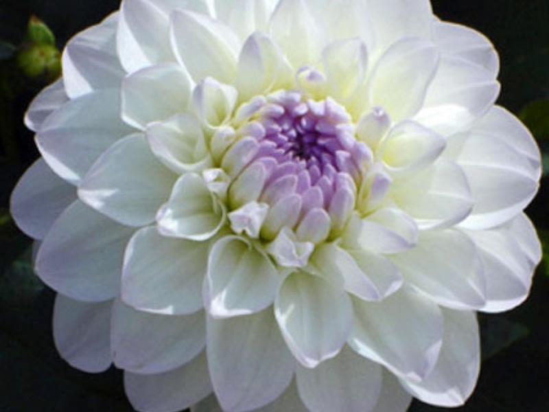 Kecantikan Dahlias