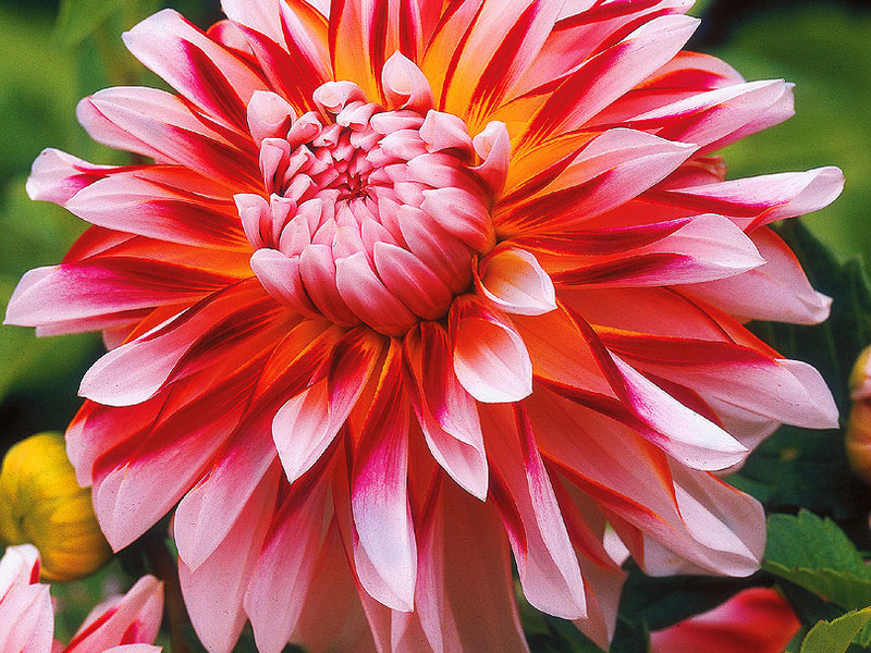 Dahlias dengan nama pelbagai