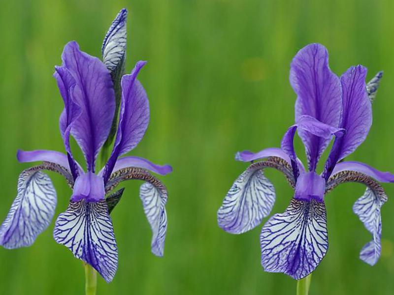 Warna Iris