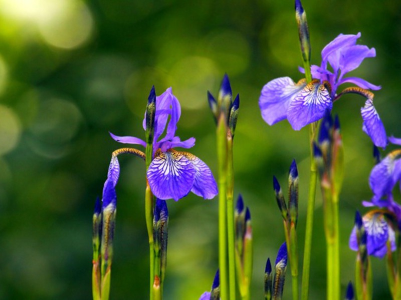 Bunga iris