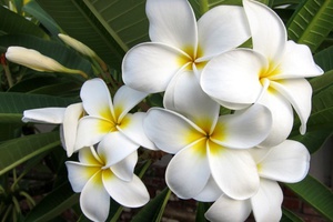 Plumeria - bunga apa ini?