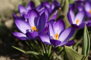 Penjagaan Crocus di rumah