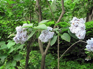 Lilac berdaun lebar - pelbagai lagi