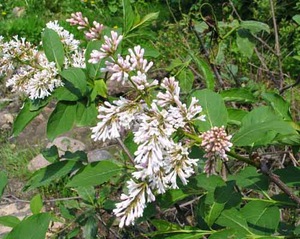 White Wolf lilac - pelbagai ungu indah