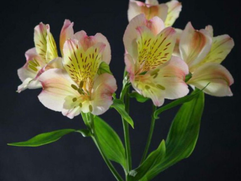 Alstroemeria - gambar bunga dekat