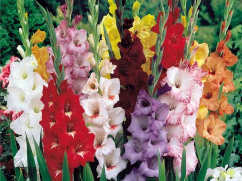 Gladioli semasa berbunga - warna yang berbeza di tempat tidur bunga yang sama