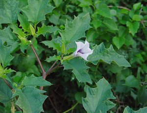 Datura sifat biasa