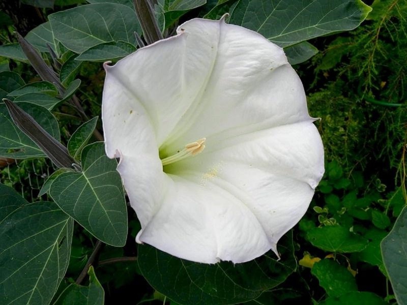 Hartanah Datura Indian