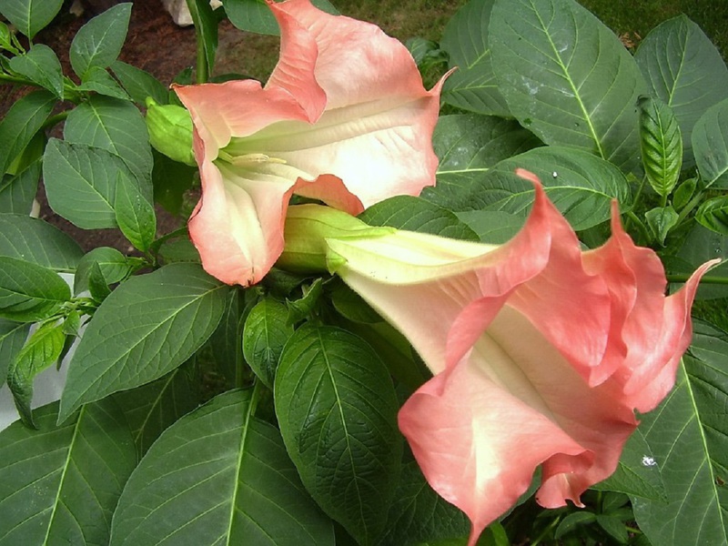 Penampilan Datura Indian pink