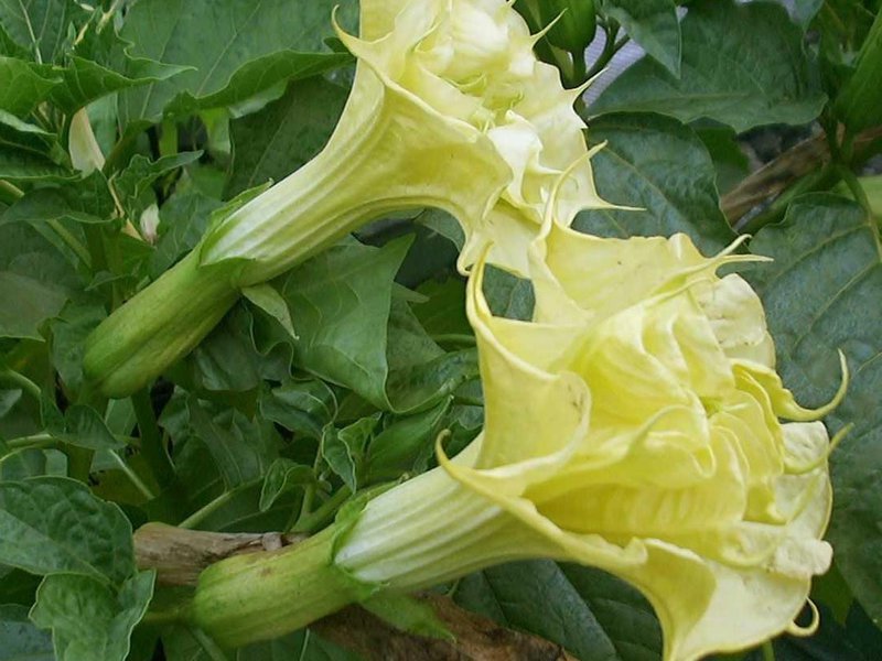 Penerangan mengenai Datura Indian