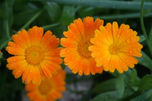 Bunga calendula