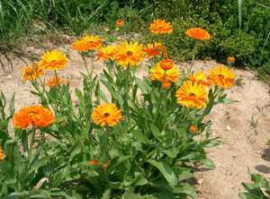 Varieti Calendula