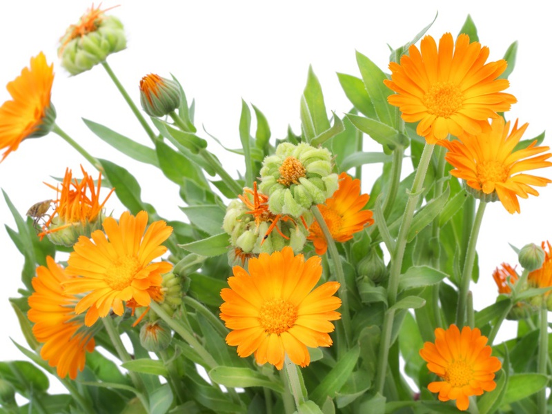 Calendula berguna