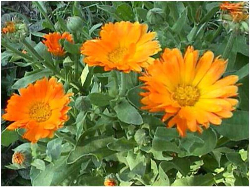 Calendula berbunga