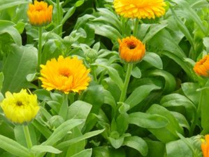 Bunga calendula