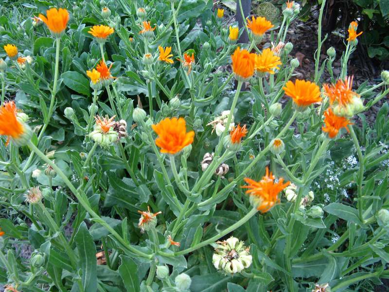 Mengapa calendula berguna?