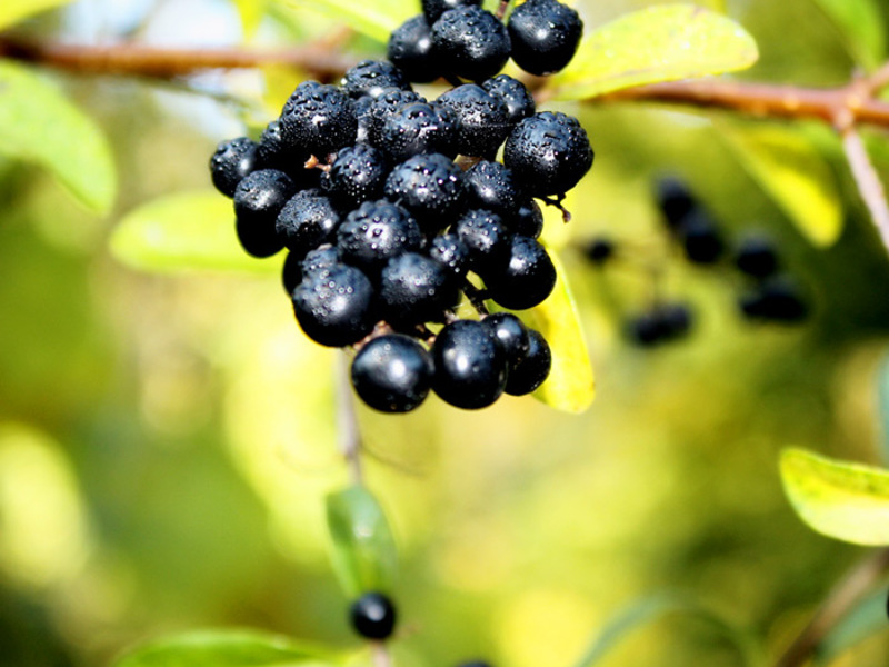 Peraturan Buckthorn